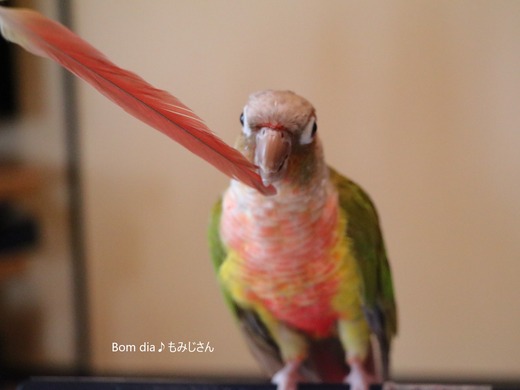 ウロコインコの飼育日記:Bom dia♪ もみじさん
