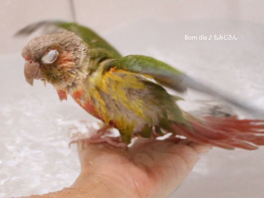 ウロコインコの飼育日記：Bom dia♪ もみじさん