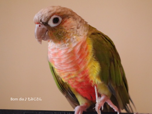 ウロコインコ大好きブログ:Bom dia♪もみじさん