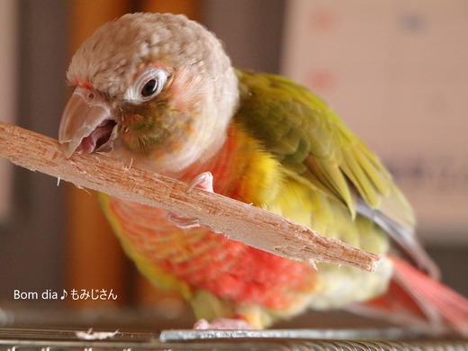 ウロコインコ(パイナップル)の『もみじ』さんのブログ