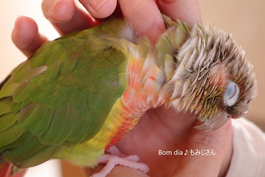 ウロコインコの飼育ブログ:Bom dia♪ もみじさん