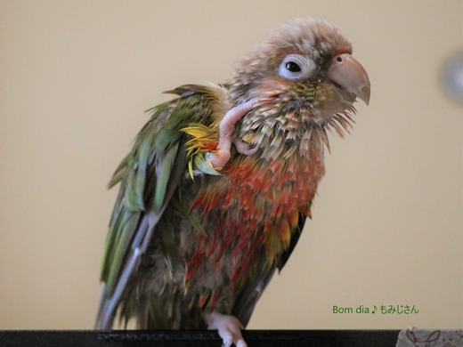 ウロコインコの飼育日記：Bom dia♪ もみじさん