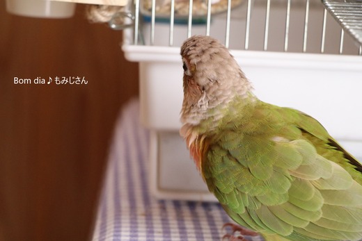 ウロコインコ(パイナップル)の『もみじ』さんのブログ