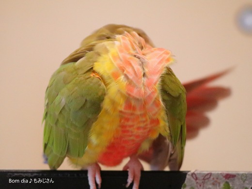 ウロコインコの飼育日記：Bom dia♪ もみじさん