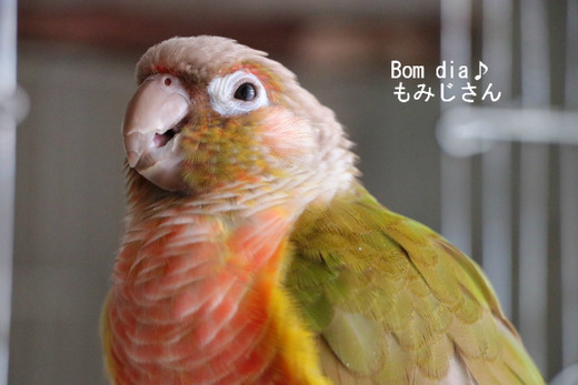 ウロコインコ(パイナップル)の飼育日記:Bom dia♪もみじさん
