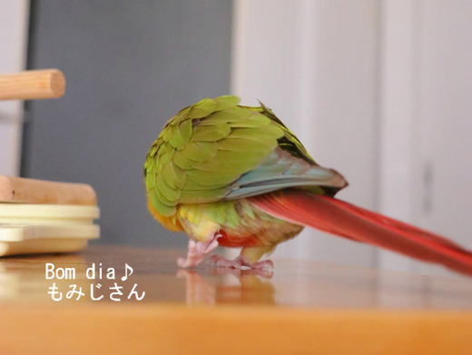 ウロコインコの飼育日記：Bom dia♪もみじさん