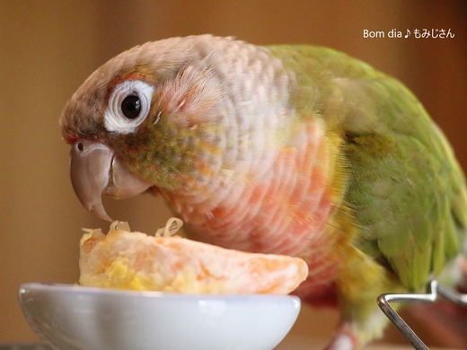 ウロコインコの飼育ブログ：Bom dia♪ もみじさん