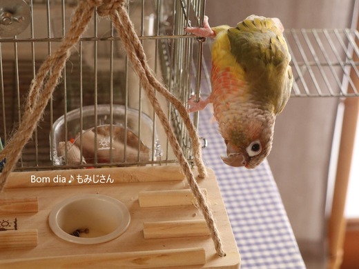 ウロコインコのおもちゃ:ブランコ