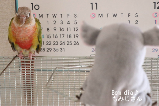 ウロコインコの飼育ブログ:Bom dia♪ もみじさん