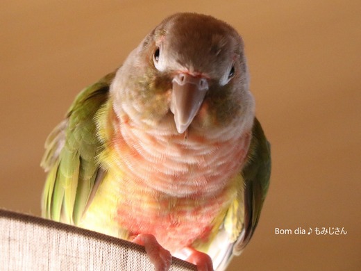 ウロコインコの飼育日記：Bom dia♪ もみじさん