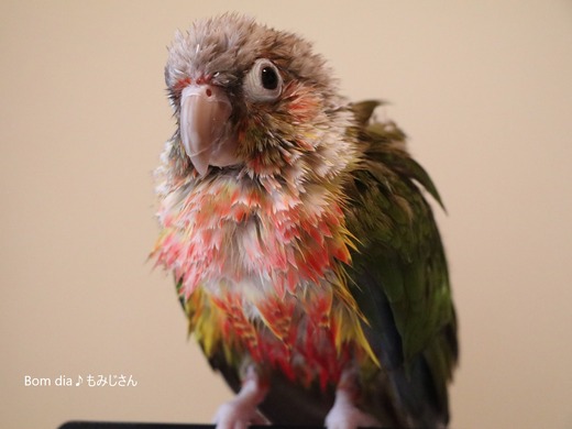 ウロコインコの飼育日記：Bom dia♪ もみじさん