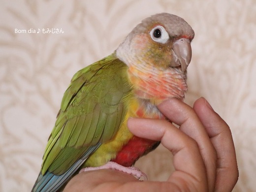 ウロコインコの飼育日記：Bom dia♪ もみじさん