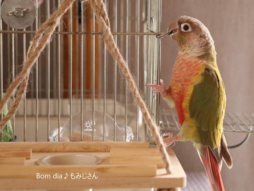 ウロコインコ・パイナップルのブログ:Bom dia♪もみじさん