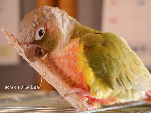 ウロコインコの写真満載のブログ:Bom dia♪もみじさん