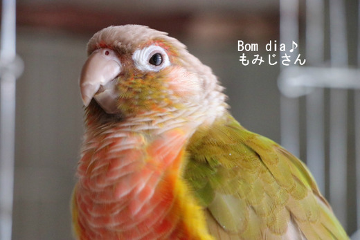 ウロコインコの『もみじ』さん