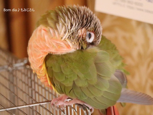 ウロコインコ・パイナップルのブログ:Bom dia♪もみじさん