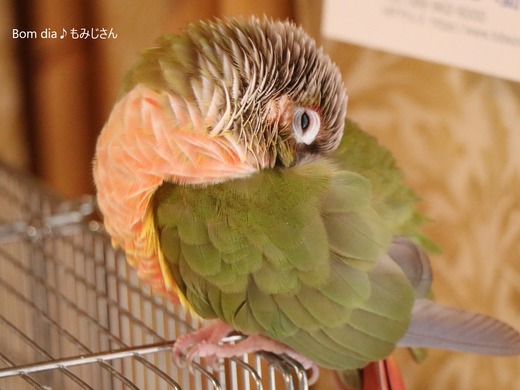 ウロコインコ・パイナップルのブログ：Bom dia♪もみじさん