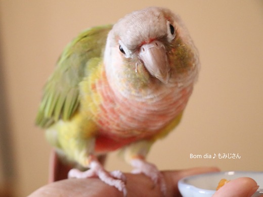 ウロコインコの飼育日記：Bom dia♪ もみじさん