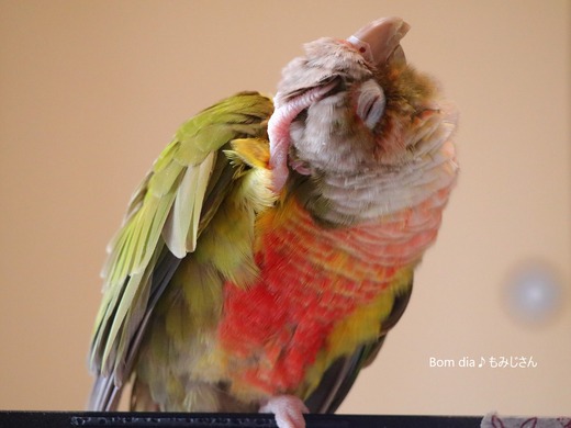 ウロコインコ・パイナップルのブログ：Bom dia♪もみじさん