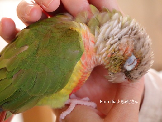 ウロコインコ・パイナップルのブログ:Bom dia♪もみじさん