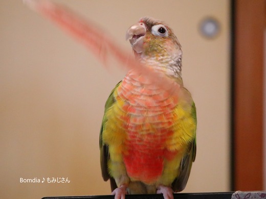 ウロコインコの居る生活：Bom dia♪もみじさん