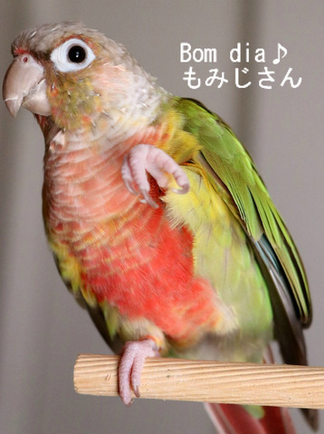 ウロコインコの『もみじ』さん