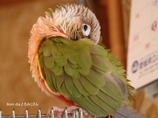 ウロコインコの写真満載のブログ：Bom dia♪もみじさん