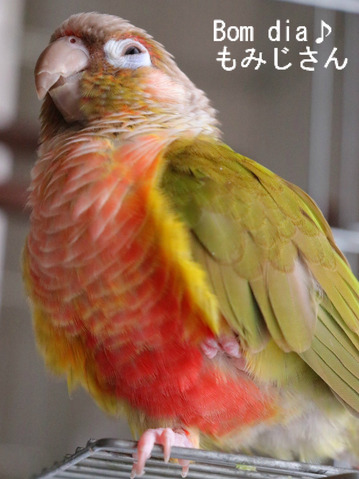 ウロコインコ(パイナップル)の飼育日記:Bom dia♪もみじさん