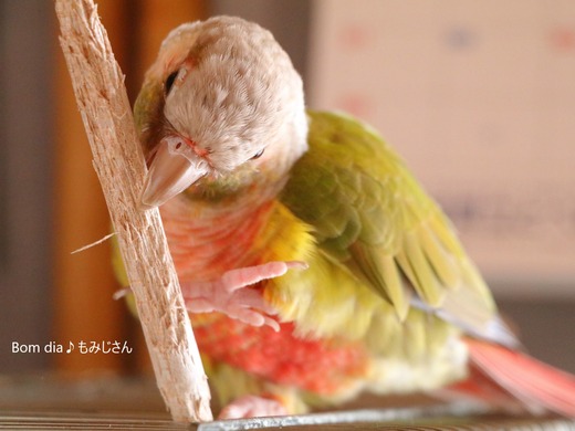 ウロコインコ・カワイイ♪:Bom dia♪もみじさん