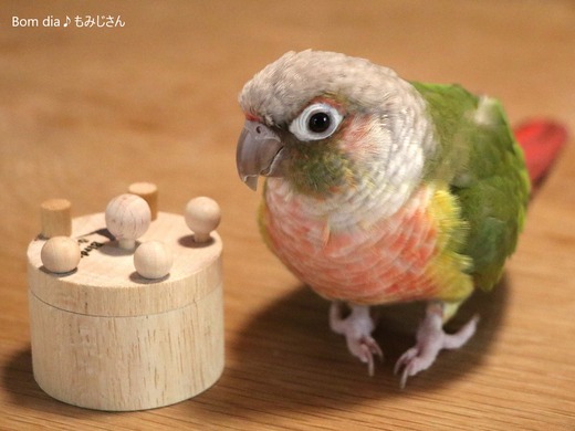 ウロコインコの飼育日記：Bom dia♪ もみじさん