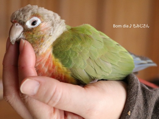 ウロコインコ大好きブログ：Bom dia♪もみじさん