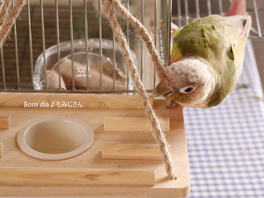 ウロコインコの飼育日記:Bom dia♪ もみじさん