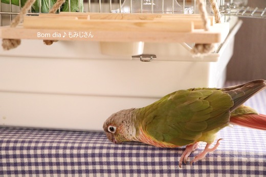 ウロコインコ・パイナップルのブログ:Bom dia♪もみじさん