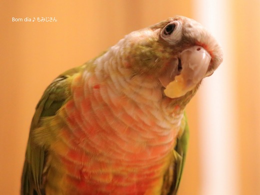 ウロコインコの飼育日記：Bom dia♪ もみじさん