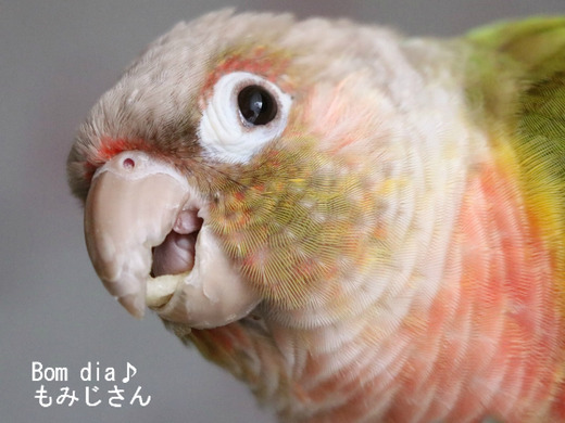 ウロコインコの飼育ブログ：Bom dia♪もみじさん