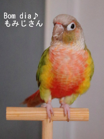 ウロコインコ（パイナップル）の『もみじ』さんのブログ