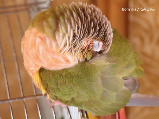 ウロコインコの居る暮らし:Bom dia♪もみじさん