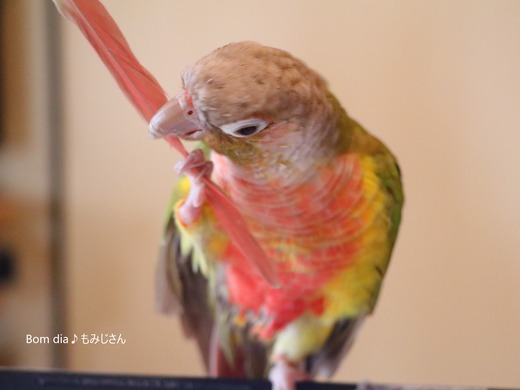 ウロコインコの写真満載のブログ:Bom dia♪もみじさん