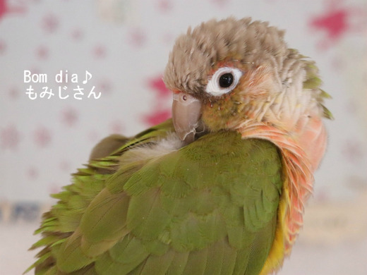 ウロコインコの飼育ブログ：Bom dia♪ もみじさん