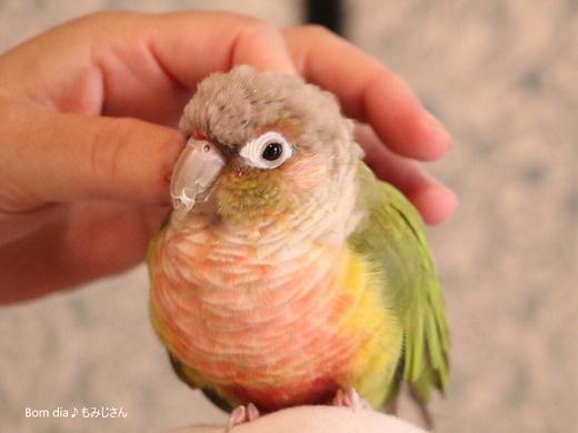 ウロコインコの飼育日記：Bom dia♪ もみじさん