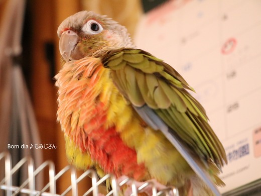 ウロコインコの飼育ブログ:Bom dia♪ もみじさん