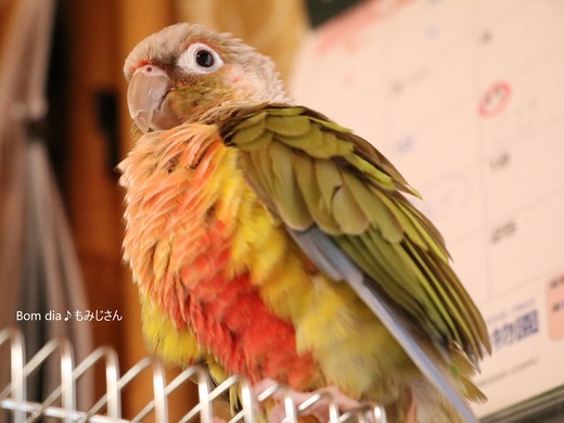 ウロコインコの飼育ブログ：Bom dia♪ もみじさん