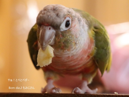 ウロコインコの飼育ブログ：Bom dia♪ もみじさん