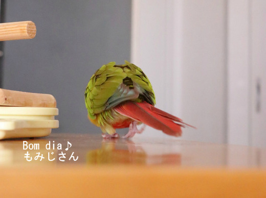 ウロコインコの飼育ブログ：Bom dia♪ もみじさん