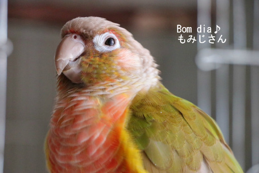 ホオミドリアカオウロコインコ(パイナップル)のブログ