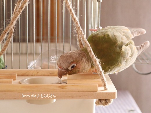 人気の中型インコ:ウロコインコ