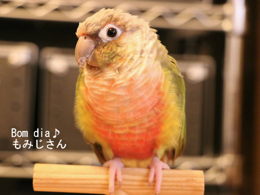 ウロコインコの飼育日記：Bom dia♪ もみじさん