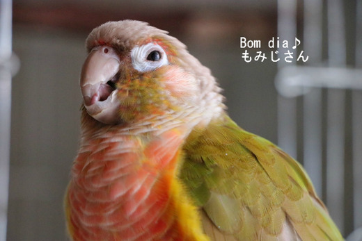 ウロコインコの飼育ブログ:Bom dia♪ もみじさん