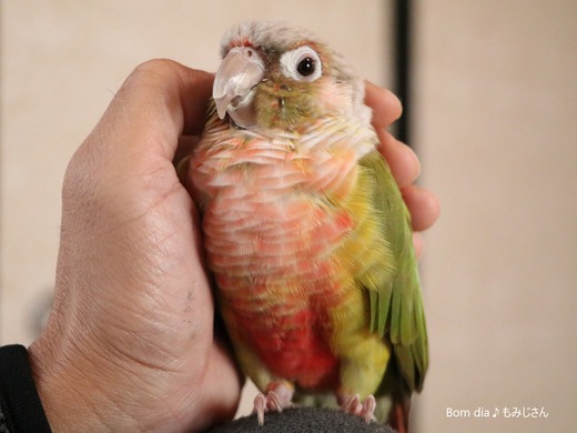 ウロコインコの飼育日記：Bom dia♪ もみじさん