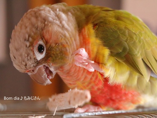 ウロコインコの写真満載のブログ:Bom dia♪もみじさん